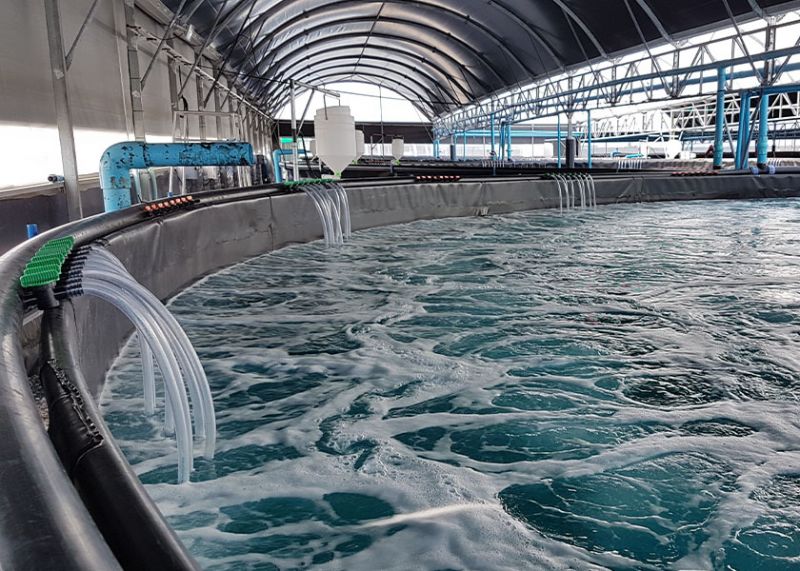 thuc-hanh-tai-japan-fish-college thuc-hanh-tai-japan-fish-college